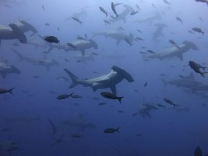 AWARE Shark conservation